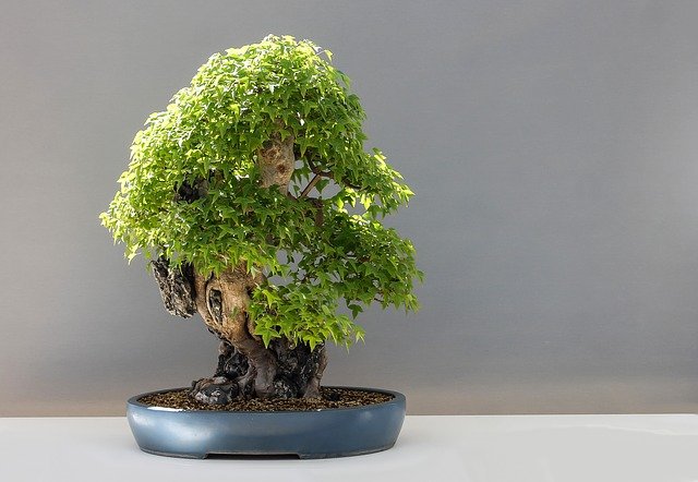 doniczki do bonsai